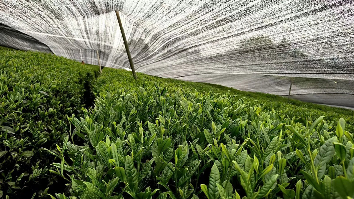 Traditionelle Beschattung der Teepflanzen für ANDURA Matcha auf einer Plantage in Guizhou, China – radikale Transparenz beim Anbau für höchste Premium-Qualität.